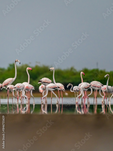 Flamingos in the lake 