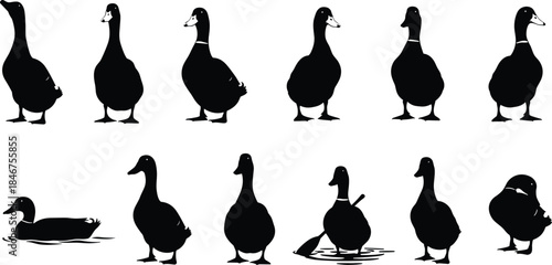 PrintDuck silhouette illustration, bird wildlife vector, farm animal design sketch, swimming standing sitting outline, poultry graphic drawing, nature symbol art