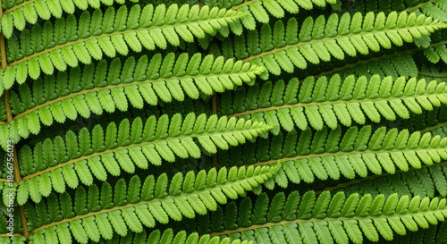 Symmetrical pattern of lush green fern fronds overlapping in a dense natural foliage background