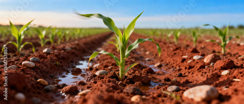 Young green corn seedling growing in irrigated furrow on red soil farmland, sustainable agriculture and crop cultivation concept, closeup field view