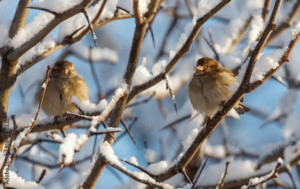 Fototapeta premium Two birds are sitting on a tree branch covered in snow