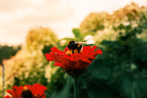 Tableau sur toile Bumblebee on a red flower.