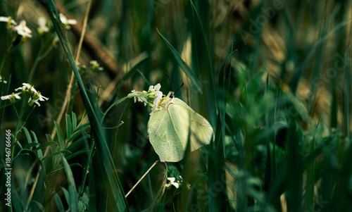 Tableau sur toile A butterfly on a flower in the grass (Common Brimstone).