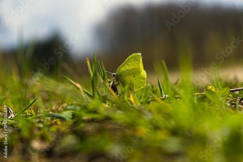 Cuadro en lienzo Butterfly (Common Brimstone) on the grass.