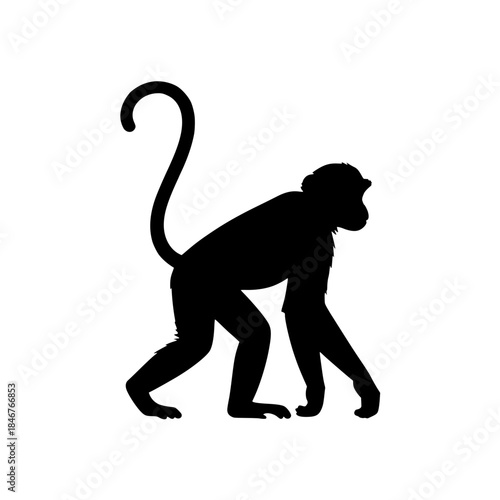 silhouette of a monkey 