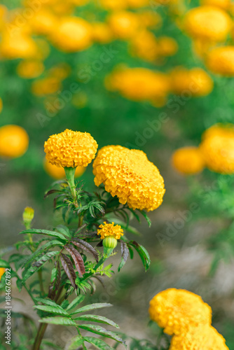 Marigold flowers famous flower in Thailand