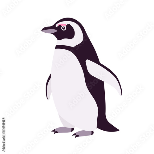 African penguin cute funny black back and white belly bird stand side. Flightless seabird with flippers for swimming, diving, marine life jackass, ornithology. Vector flat style cartoon illustration