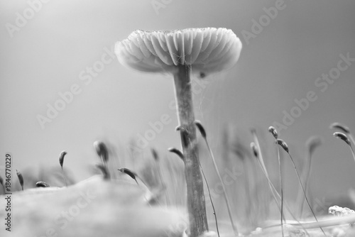 Delicate forest mushroom in moss, close up of the forest floor in black and white.