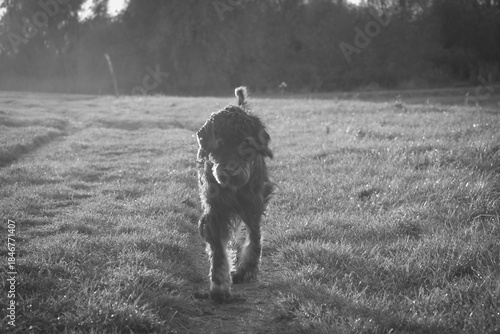 cheerful golden doodle dog runs along a meadow path in the warm evening light.