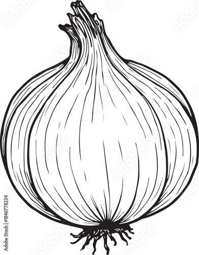 Onion or Garlic Hand-drawn Sketch Drawing Vector Illustration, Line Linear Symbol Engraving Coloring Book, Black and White Isolated