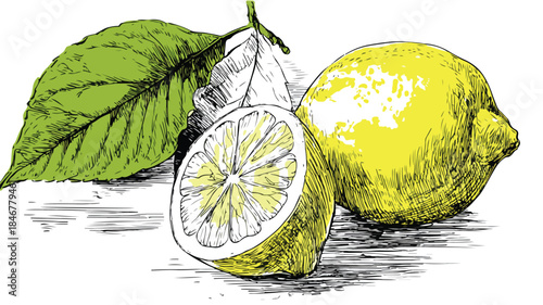 Vibrant Lemon Illustration with Green Leaf - Vector Outline Drawing