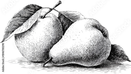 Detailed Vector Drawing of Peach and Half Pear with Outline