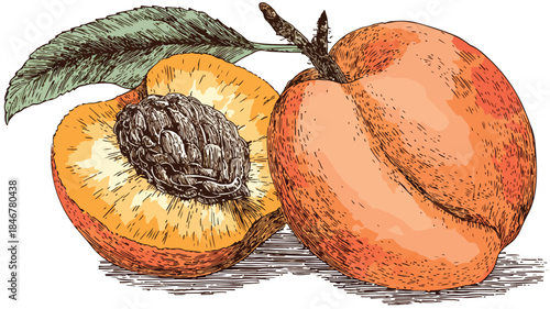 Detailed Vector Drawing of a Peach with Seeds and Outline