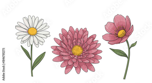 Botanical collection of three hand-drawn flowers: a white daisy, a pink aster, and a pink cosmos, showcasing delicate details.