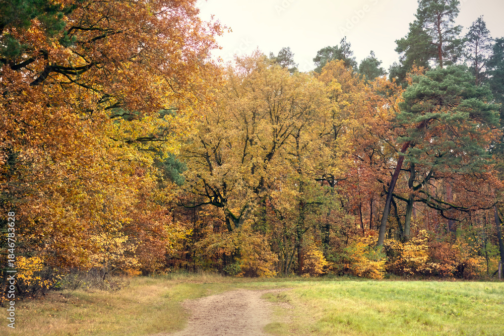 Fototapeta premium Autumn forest path with bright gold and ocher tones.