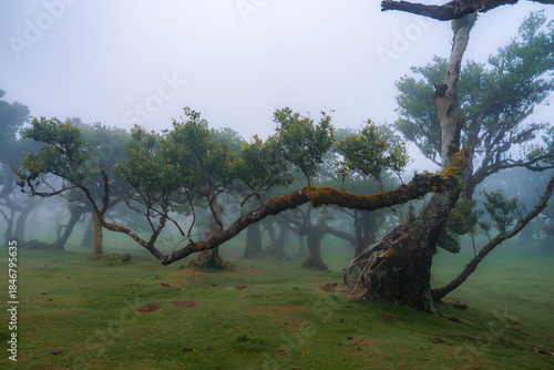 Ancient laurel trees with twisted trunks and lichen stand in Fanal Forest, Madeira, Portugal. Fog rolls in, soft light falls on a mossy meadow and a long horizontal limb.