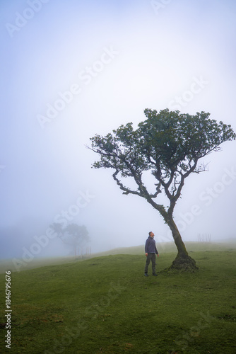 A lone hiker stands under a wind gnarled laurel in Fanal Forest, Madeira, with twisted laurels fading into fog, soft diffused light, low horizon, and muted tones.