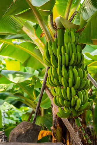 Photos A close view shows a dense cluster of unripe bananas supported by wood on a banana terrace in Madeira, Portugal, in warm dappled daylight among broad sunlit leaves
