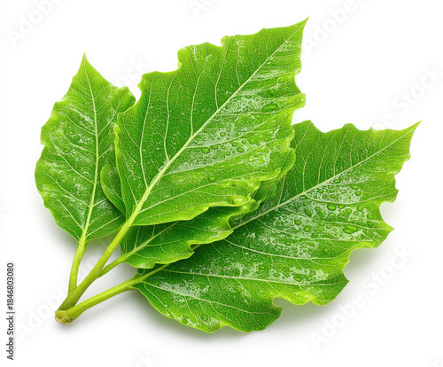 Jungle leaves isolated on w...