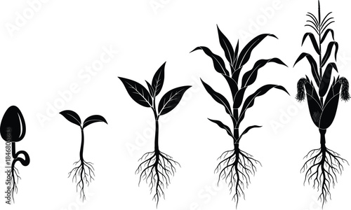 Corn growth cycle vector silhouette, from seed to mature plant with cobs and roots, agriculture farming process, botanical education illustration, vital life stages, food source.