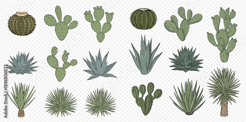 Collection of various desert plants, including different types of cacti, agave, and yucca, isolated on a transparent background.