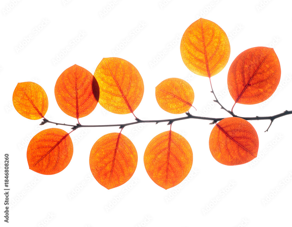 Fototapeta premium Branch with vibrant orange leaves, backlit against black
