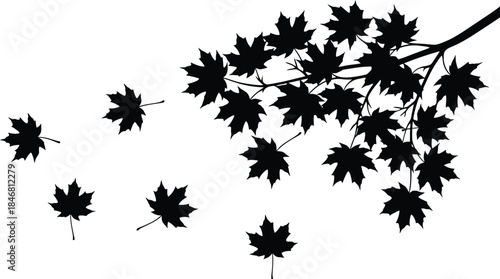 Black maple leaf silhouette branch falling in the wind design