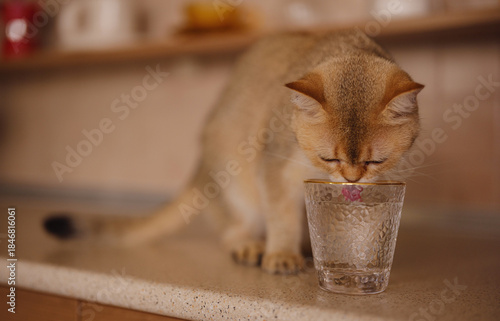 Beautiful short hair cat at home drink water from glass on kitchen table. Adorable domestic pet concept.