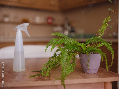 Young woman with beautiful houseplant in pot at home. Concept Taking care of my plants