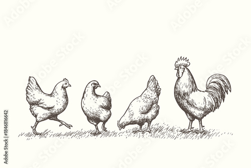 Collection of Chicken and Rooster Vector Illustrations: Set of Farm Poultry Birds in Hand-Drawn Engraving Style Clipart.