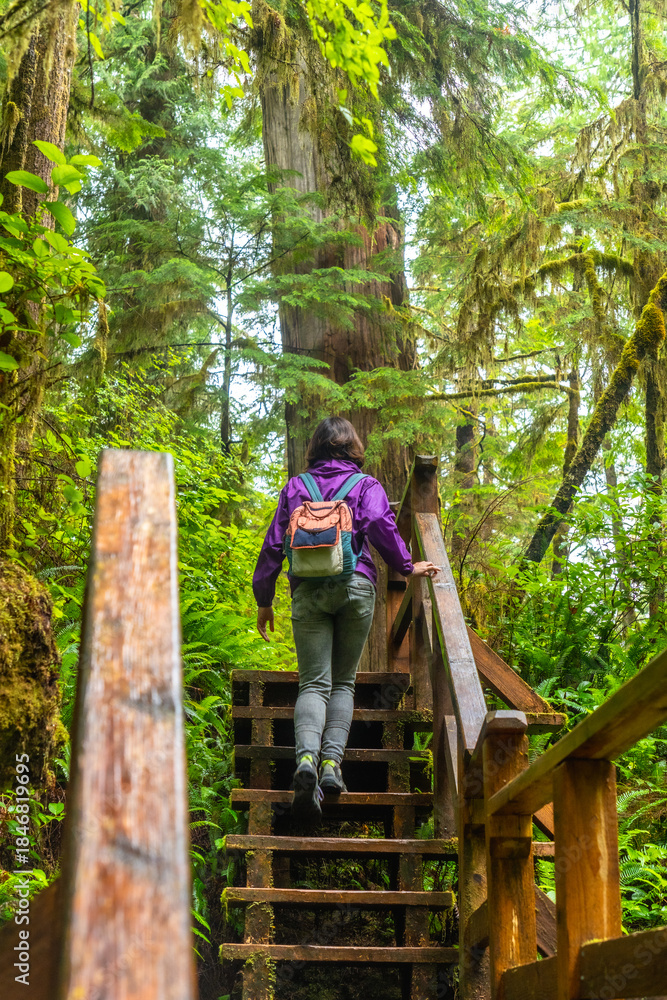 Fototapeta premium Tourist walking up wooden stairs in rainforest trail on vancouver island