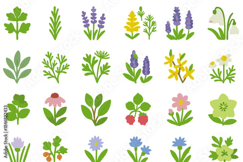 Patterns of colorful flowers arranged in an orderly layout showing different species on a plain background