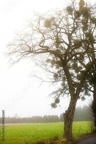 Atmospheric silhouette of a tall, leafless birch tree heavily infected with parasitic mistletoe. Scene set in a dense, white fog over a green field, creating a moody natural backdrop.