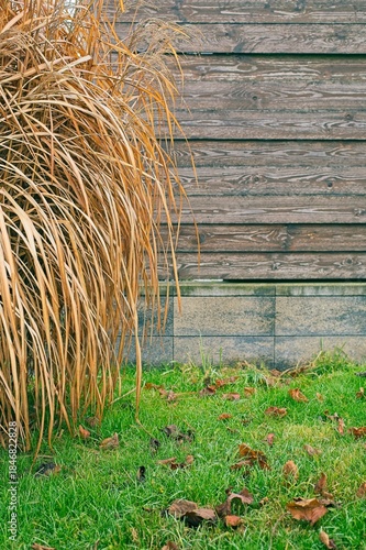 Vertical detail of dry, golden-brown ornamental grass Miscanthus contrasting with a vibrant green lawn. Background features an old, horizontal wooden wall and a concrete base.
