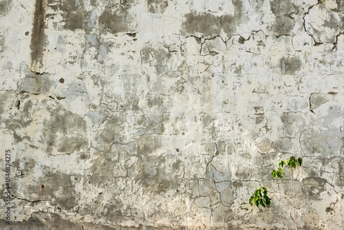 Green bush on the background of a gray wall