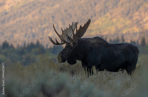 Bull Moose During the Rut in Grand Teton National Psrk Wyoming in Autumn
