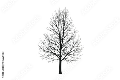 Silhouetted tree on a white backdrop, depicting bare branches and a sturdy trunk