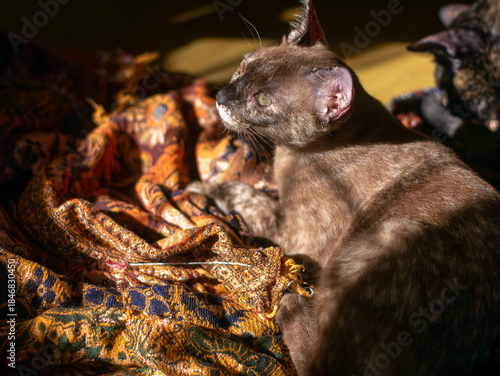 Photography Side profile of brown cat sunbathing with eyes closed on patterned fabric, Burme