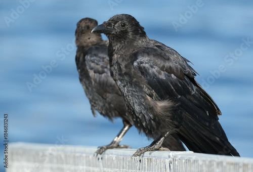 Fényképezés A crow is a bird of the genus Corvus, or more broadly, a synonym for all of Corvus