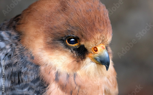 The red-footed falcon, formerly the western red-footed falcon, is a bird of prey. It belongs to the family Falconidae, the falcons. 