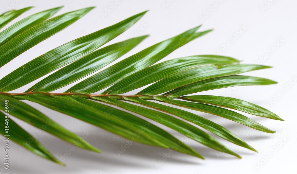 Fototapeta premium Close-up of vibrant green fern leaf on white background
