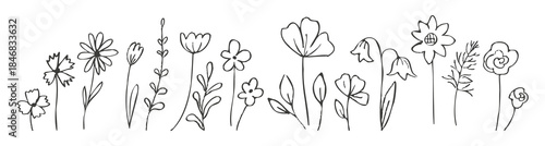 Contemporary ink drawing flowers, field plants. Childish floral Sketch. Hand drawn spring wildflowers in charcoal or crayon drawing style. Monochrome botanical vector illustration isolated