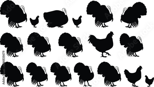 Turkey and chicken silhouette collection featuring farm poultry poses, black animal shapes, thanksgiving birds, rural agriculture vector illustration set design