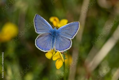 Bläuling mit offenen Flügeln