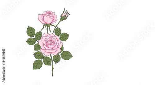 Delicate hand-drawn illustration of a single pink rose stem with beautiful flowers buds and green leaves isolated on a white background.