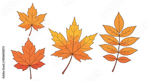 Set of colorful autumn maple and rowan leaves with detailed veins in warm orange and yellow tones isolated on a white background.