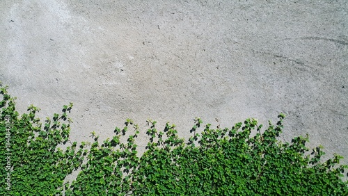 Green leaf plant on gray wall texture background