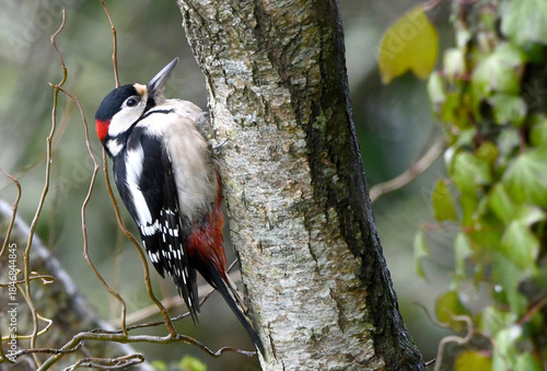 Pic épeiche (dendrocopos major)