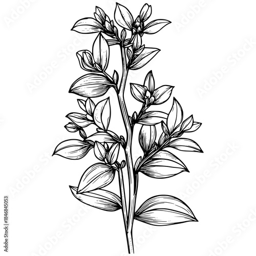 Silhouette tradescantia plant, one color | Clean, isolated vector art for creative projects.