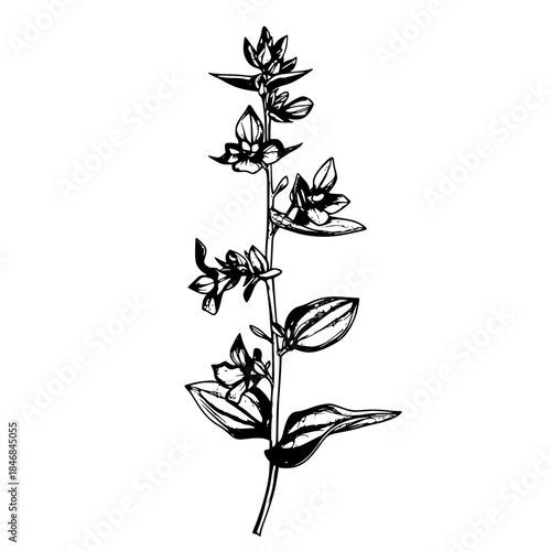 Botanical Beauty: Tradescantia Fluminensis Silhouette | Clean, isolated vector art for creative projects.